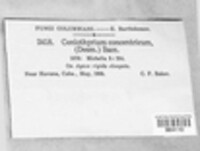 Coniothyrium concentricum image